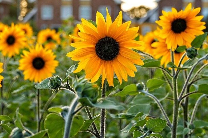 ada-5-fakta-menarik-tentang-bung-20210729044411